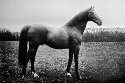 弗洛里瑟二世（Florizel II），1911年 作者 不明