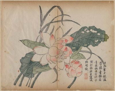 开花的莲花和芽，十八世纪。 作者 不明