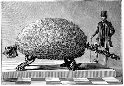 来自南美的巨型犰狳的化石，c1890 作者 不明