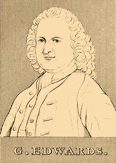 爱德华兹（G. Edwards），1694-1773年，1830年。 作者 不明