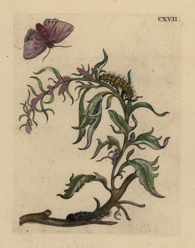 Garden orache, Atriplex hortensis, with moth, caterpillar and pupa 作者 不明