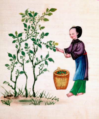收集桑叶喂蚕，十九世纪 作者 不明