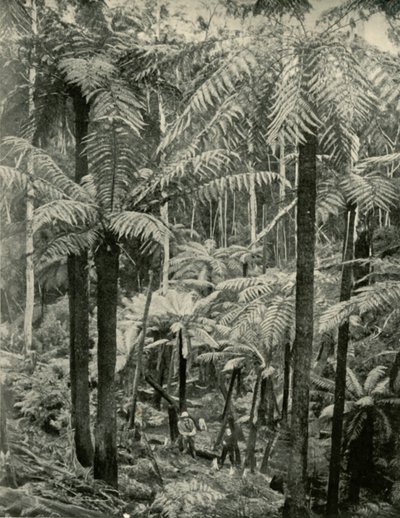 1901年在Gembrook的巨人蕨类植物。 作者 不明