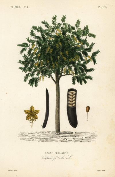 金雨树或canafistula, Cassia fistula, Casse purgative 作者 不明