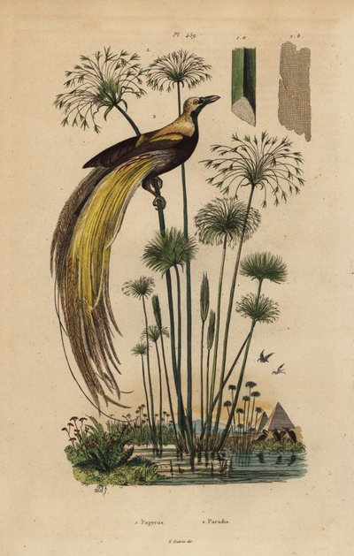 Greater bird-of-paradise, Paradisaea apoda, and papyrus grass, Cyperus papyrus 作者 不明