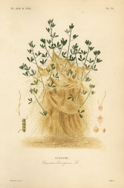 大菟丝子或欧洲菟丝子，Cuscuta europaea，cuscute 作者 不明