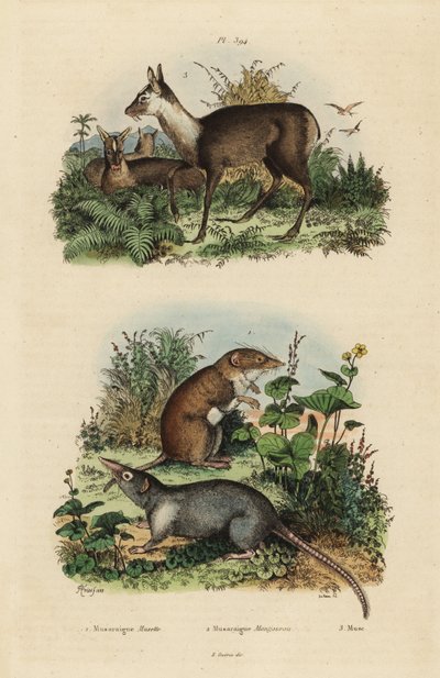 大白齿鼩、Crocidura russula 1、灰麝香鼩、Suncus murinus 2 和暗麝、Moschus fuscus、濒危3 作者 不明