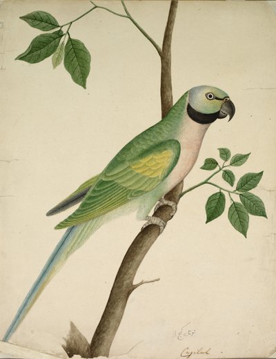 绿鹦鹉c。 1820年。 作者 不明
