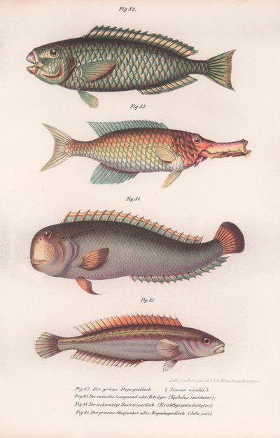 绿色鹦嘴鱼。印度朗茅斯（Rasirnesser），拉瑟（Rrasse），约1850年代 作者 不明