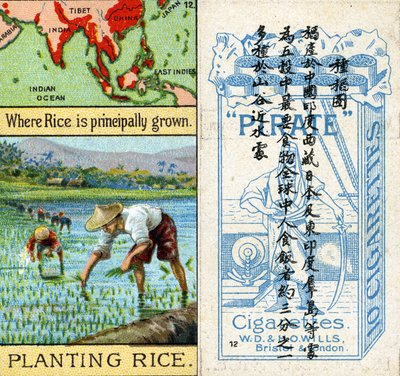 生长和种植水稻，出自威尔斯 "海盗 "香烟为中国市场制作的 "世界产品 "系列烟卡。 作者 不明