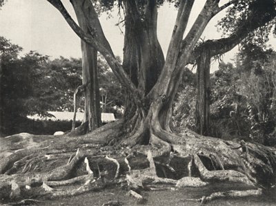 橡胶树，如黑板14，木板根部局部视图，1926年 作者 不明
