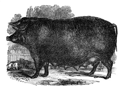 汉普郡母猪，1848年 作者 不明