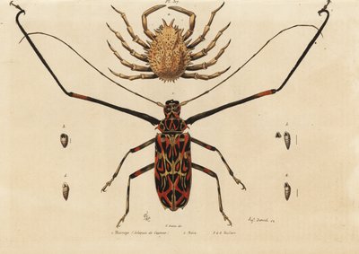 Harlequin beetle、Acrocinus longimanus 1 和欧洲蜘蛛蟹、Maja squinado 2、Macrope (harlequin de Cayenne)、maia、maillots 作者 不明