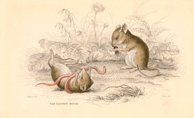 收割旧世界老鼠Micromys minutus，1828年 作者 不明