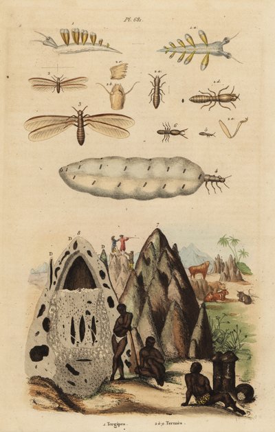收获白蚁和土丘、Microhodotermes 物种和海蛞蝓、Tergipes tergipes 作者 不明