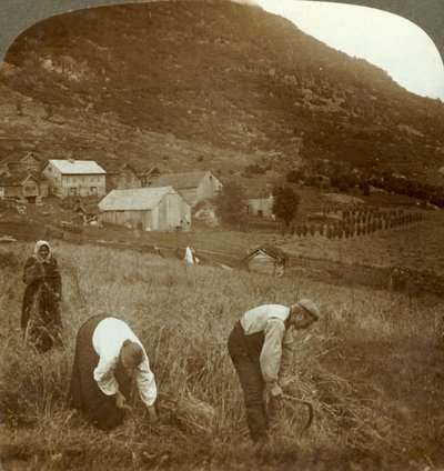 收获在一个Mindresunde农场的大麦谷在从前的谷的，挪威，c1905附近。 作者 不明