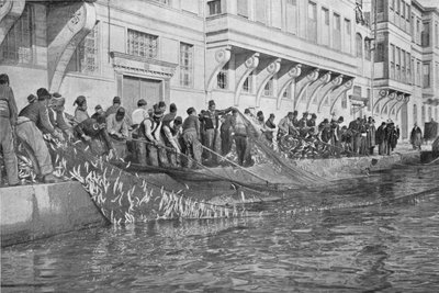 1903年在博斯普鲁斯海峡上的阿联酋捕捞15000条鱼类的Grippo 作者 不明