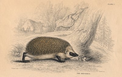 欧洲刺猬Erinaceus，1828年 作者 不明