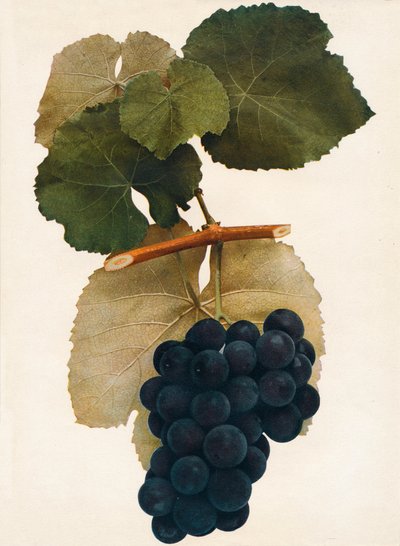 赫伯特，1908年。 作者 不明