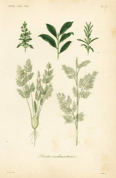 Herbs, plantes condimentaires 作者 不明