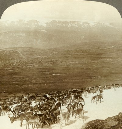 北部野外的驯鹿群，以及挪威哈当厄尔冰川的雪高地，摄于1905年。 作者 不明