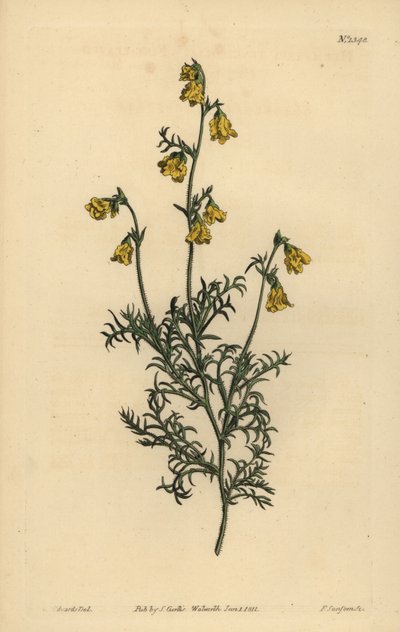 Hermannia confusa（细叶hermannia，Hermannia tenuifolia） 作者 不明