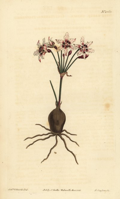 Hessea cinnamomea（闪闪发光的花strumaria，Strumariacrispa） 作者 不明