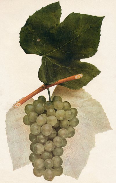 伊达尔戈（1908年）。 作者 不明