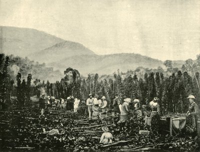 塔斯马尼亚的Hop Hop Picking，1901年。 作者 不明