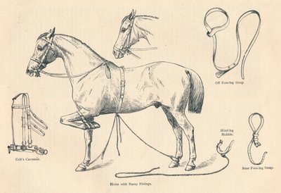 带有Rarey配件的马，c1905 c1910 作者 不明
