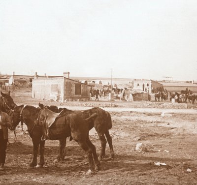 马匹，法国北部索姆·皮特（c1914-c1918） 作者 不明