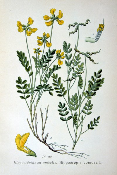马蹄v草，1893年 作者 Unbekannt