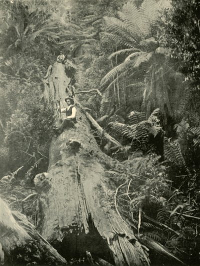 《强大的力量如何堕落》，1901年。 作者 不明