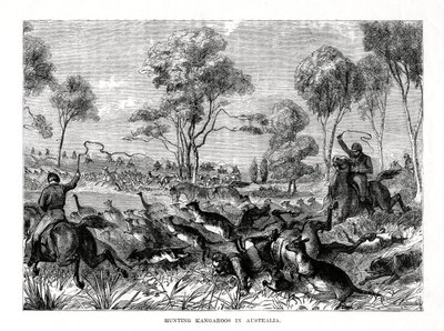 狩猎袋鼠，澳大利亚，1877年 作者 不明