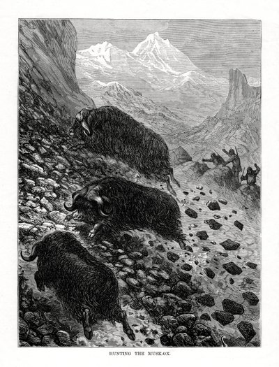 狩猎麝牛，1877年 作者 不明