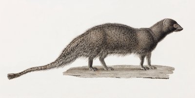Ichneumon Mongoose 作者 不明