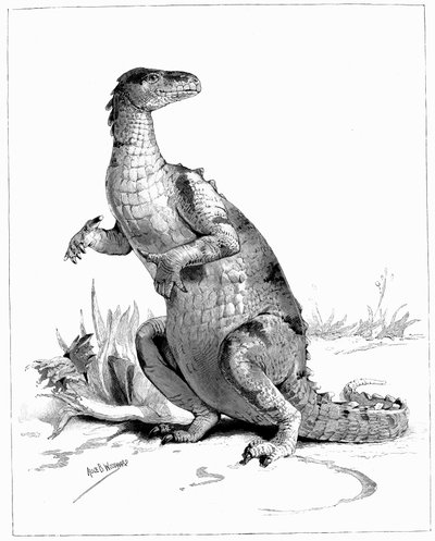 禽龙，1895年 作者 不明