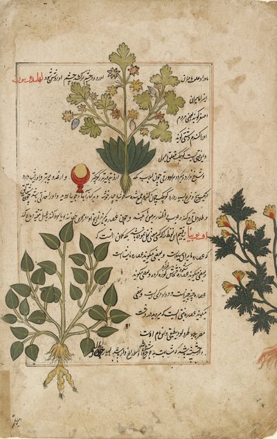 描绘蓟草和其他药用植物的双页插图，1595年 作者 不明