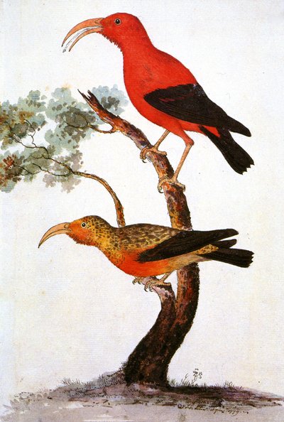 插图/Iiwi/Iwi/Scarlet Honeycreeper/Scarlet Hawaiian Honeycreeper 作者 不明