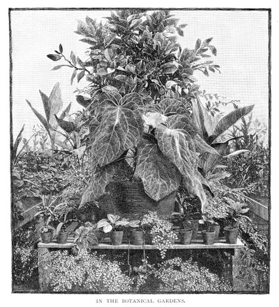 1886年在植物园中 作者 不明