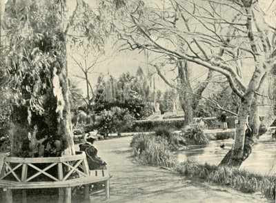 1901年在阿德莱德植物园中。 作者 不明
