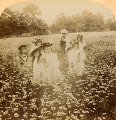 在雏菊花场：乡村林间的甜花炮，1896年。 作者 不明
