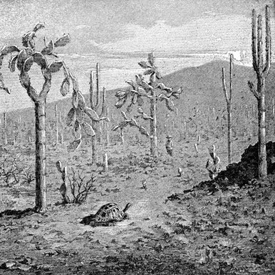 加拉帕戈斯群岛永不衰落的岛屿，1895年 作者 不明
