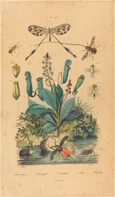 昆虫和花卉》，1837年出版。 作者 Unbekannt