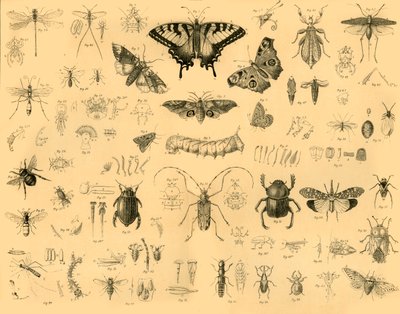 昆虫，c1910。 作者 不明