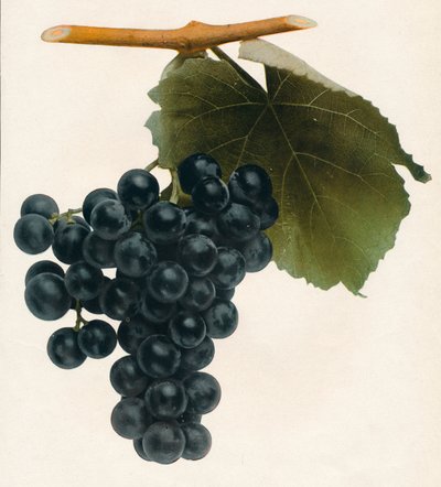 伊莎贝拉（Isabella），1908年。 作者 不明