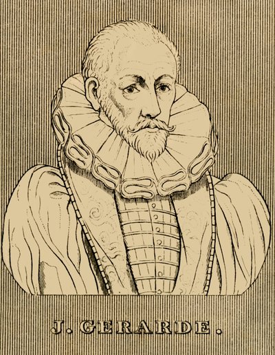 杰拉德（J. Gerarde），c1545-1612，1830年。 作者 不明