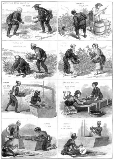 1874年日本茶叶生产 作者 不明