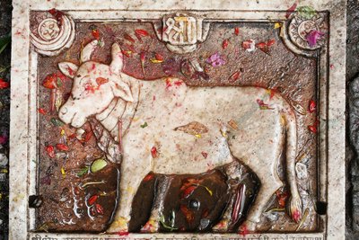 Kamdhenu sacred cow, Shesh Narayana, Nepal 作者 不明