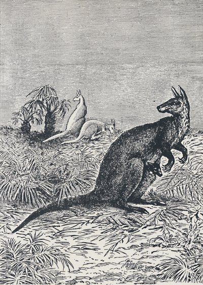 袋鼠，1924年 作者 不明